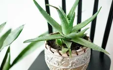 10 loại cây trồng trong nhà thanh lọc không khí cực tốt