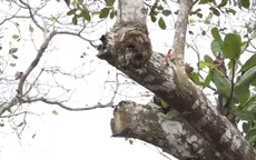 Bình Phước: Người trồng điều bất lực với sâu bệnh