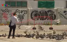 Thái Lan ngăn chặn bệnh dịch từ chim bồ câu