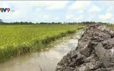 Kiên Giang quyết tâm bảo vệ 30.000ha lúa bị lũ uy hiếp