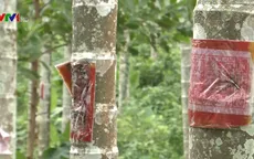 Quảng Ngãi: Chủ vườn dán bùa... chống trộm cau