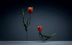 Vũ điệu hoa tulip cực kỳ sống động