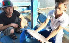 Ngư dân Đà Nẵng câu được cá, nghi là sủ vàng