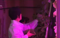 Trang trại thẳng đứng trong hầm đầu tiên trên thế giới