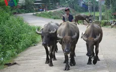 Nuôi trâu thịt giúp xóa đói giảm nghèo ở vùng cao Quảng Ngãi