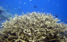 Mỹ: Khám phá rạn san hô khổng lồ ở ngoài khơi Nam Carolina