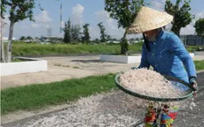 Ngư dân Bạc Liêu trúng đậm mùa ruốc biển