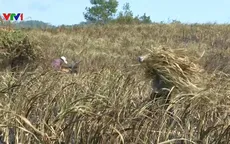 Gia tăng thiệt hại ở vùng trồng mía do nắng hạn kéo dài
