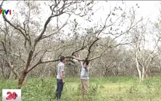 Bình Phước: Nghịch lý trong hỗ trợ nông dân trồng điều