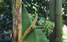 Độc đáo buồng chuối mọc ở giữa thân