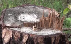 Cận cảnh những cánh rừng bị tàn phá tại Lâm Đồng