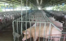 Triển khai các giải pháp phòng ngừa dịch tả lợn châu Phi