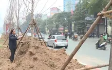 Hà Nội thí điểm trồng cây phong lá đỏ ở một số tuyến phố
