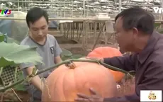 Café Sáng với VTV3: Độc, lạ những nhà vườn chỉ có ở Đà Lạt