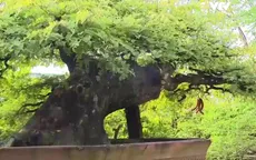 Thú chơi bonsai cổ thụ