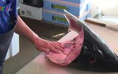 Ngành đánh bắt cá Fukushima chưa thể khôi phục sau sự cố phóng xạ