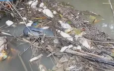 Cá chết bất thường ở Quảng Ngãi, vịt ăn phải cũng... chết theo