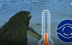 Cách sinh tồn độc đáo của cá sấu trong giá lạnh tại Mỹ