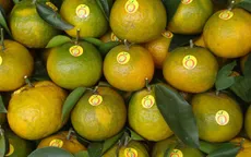 130 ha cam sành Hàm Yên được cấp giấy chứng nhận VietGAP
