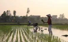 70% diện tích gieo cấy vụ Đông Xuân đã có nước
