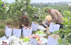 Mục sở thị quy trình trồng ổi an toàn tại Nghệ An