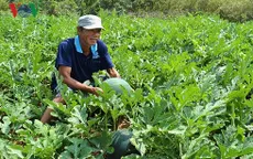 Vụ dưa hấu Tết của nông dân Cà Mau hứa hẹn bội thu