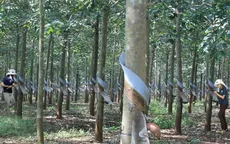 Tập đoàn cao su Việt Nam chào bán hơn 475 triệu cổ phiếu