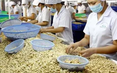 Xuất khẩu điều số 1 thế giới: Vừa mừng, vừa lo
