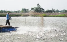 Xây dựng liên kết sản xuất giống cá tra 3 cấp chất lượng cao vùng ĐBSCL