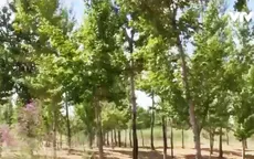 Người dân tại khu Nội Mông, Trung Quốc nỗ lực phủ xanh sa mạc