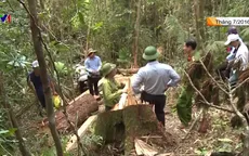Xét xử vụ phá rừng pơ mu ở Quảng Nam