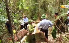 Vụ phá rừng pơmu Quảng Nam: Trả hồ sơ để điều tra bổ sung