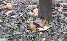 Quýt Bắc Kạn rụng la liệt, chủ vườn thiệt hại hàng trăm triệu đồng