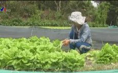Giá rau giảm mạnh sau Tết