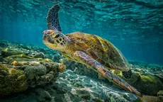 Biến đổi khí hậu ảnh hưởng đến giới tính của rùa tại Australia