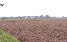 Cần có hành lang pháp lý cho tập trung ruộng đất