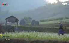 Đến Mộc Châu mùa hoa cải