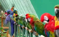 Khu vườn nhiều chim nhất thế giới
