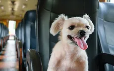 Một hãng hàng không Trung Quốc cho phép vận chuyển thú cưng trên khoang hành khách