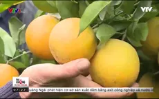 Phát triển mô hình trồng cam chín muộn đạt chuẩn VietGAP tại Hòa Bình