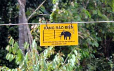 Đồng Nai: Cần xây thêm hàng rào điện ngăn voi rừng