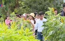 Làng hoa Sa Đéc tấp nập du khách dịp Tết Dương lịch