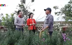 Làng hoa trên bãi đá sông Hồng - Điểm đến nổi tiếng thu hút du khách