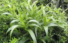 Cây bồ công anh - Bài thuốc giải độc, tiêu viêm