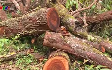 Nhân viên bảo vệ rừng thuê người... phá rừng