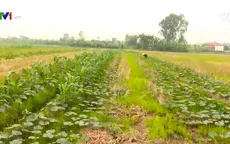Lạm dụng hóa chất – hệ sinh thái môi trường bị phá vỡ