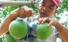 Bưởi hồ lô giá tiền triệu mỗi quả vẫn hút khách