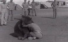 Gấu Wojtek – Chiến binh hạnh phúc