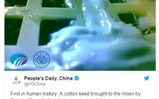 Hạt giống đầu tiên nảy mầm trên Mặt Trăng