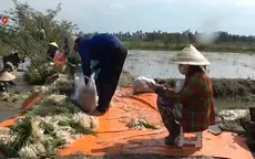 Đồng Tháp: Kiệu Tết ế hàng, nông dân chuyển sang bán lẻ